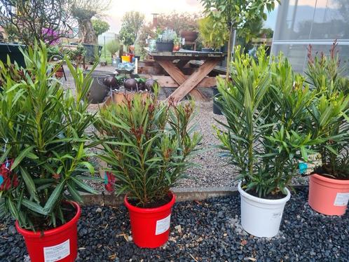 Nerium Oleander, Tuin en Terras, Planten | Tuinplanten, Ophalen