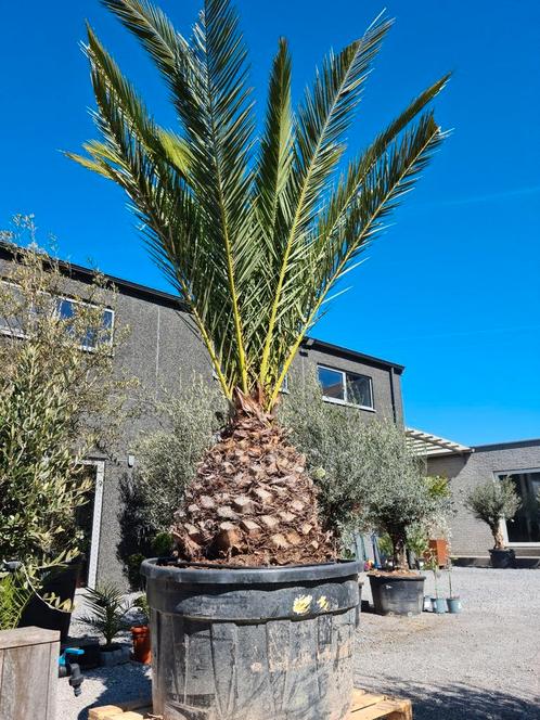 Palmboom Phoenix Canariensis - dadelpalm, Tuin en Terras, Planten | Bomen, Palmboom, Ophalen