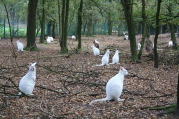 hulp dierenpark gevraagd beschikbaar voor biedingen