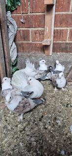 Duiven te koop du, Dieren en Toebehoren, Vogels | Duiven