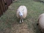 achéte mouton, Animaux & Accessoires, Moutons, Chèvres & Cochons, Femelle, Mouton, 0 à 2 ans