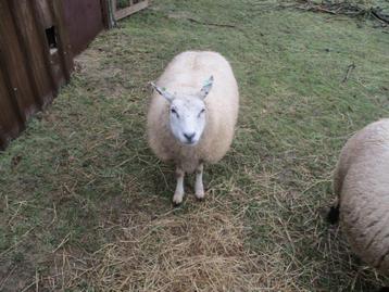 achéte mouton beschikbaar voor biedingen