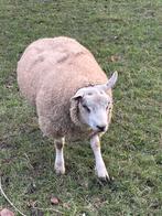 Texelbok, Dieren en Toebehoren, Schapen, Geiten en Varkens, Mannelijk, Schaap, 0 tot 2 jaar