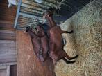 Hertegeiten geiten te koop, Dieren en Toebehoren, Schapen, Geiten en Varkens