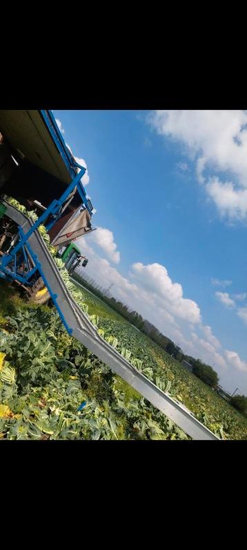 Heerlijke bloemkolen, Zakelijke goederen, Landbouw | Aardappelen, Groenten, Fruit en Vlees, Ophalen of Verzenden