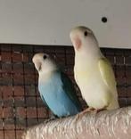 Dwergpapegaai Roseicolle, Dieren en Toebehoren, Vogels | Parkieten en Papegaaien, Geslacht onbekend, Dwergpapegaai of Agapornis