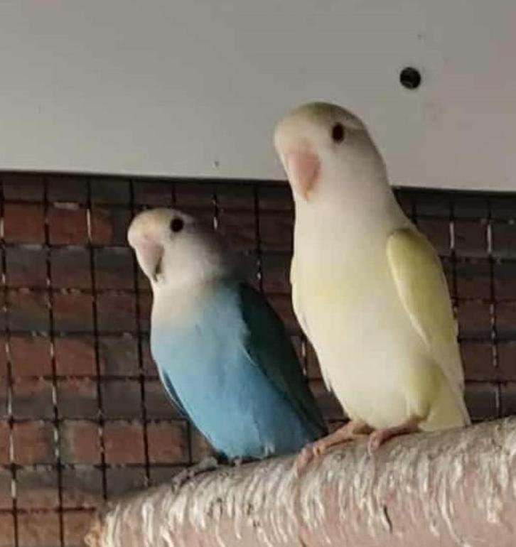 Dwergpapegaai Roseicolle, Dieren en Toebehoren, Vogels | Parkieten en Papegaaien, Dwergpapegaai of Agapornis, Geslacht onbekend