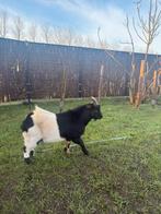 3 broertjes zoeken een nieuw huisje, Dieren en Toebehoren, Mannelijk, Geit, 0 tot 2 jaar