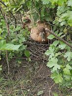 Raszuivere indische loopeenden, Dieren en Toebehoren, Pluimvee, Eend