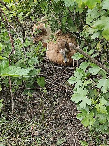 Raszuivere indische loopeenden beschikbaar voor biedingen