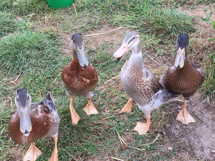 Indische loopeenden, Dieren en Toebehoren, Overige Dieren, Mannelijk, Juli