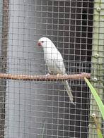 halsbandparkieten, Dieren en Toebehoren, Vogels | Parkieten en Papegaaien, Vrouwelijk, Parkiet, Geringd