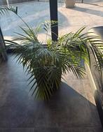 Plant + pot GRATIS OPHALEN!, Tuin en Terras, Planten | Bomen, Ophalen