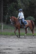 Lesgever aangeboden, Dieren en Toebehoren, Paarden