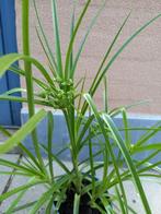 cyperus eragrostis/bleek papyrus, Ophalen, Vaste plant