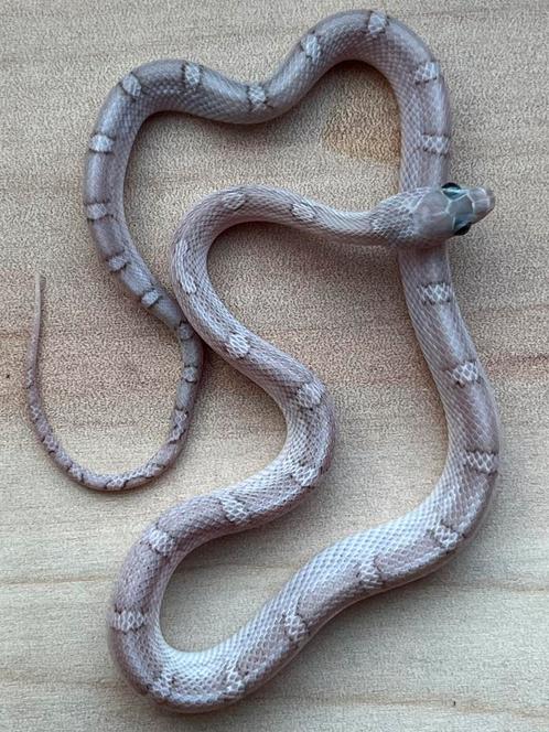 Korenslang, 8 maand, soort: Hypo Pewter, Dieren en Toebehoren, Reptielen en Amfibieën, Slang, 0 tot 2 jaar, Tam