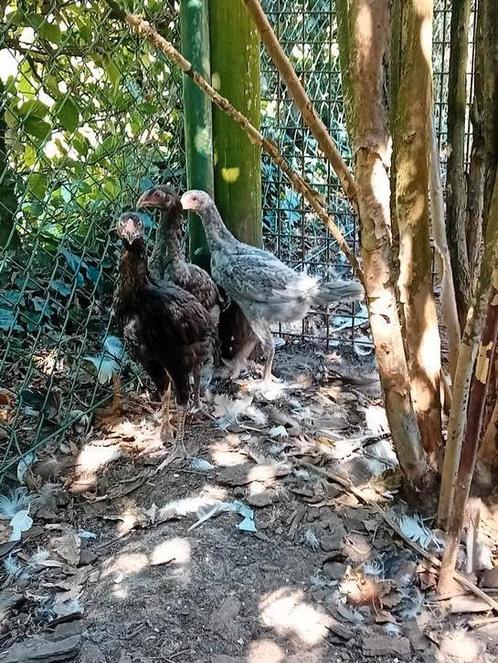 Trio shamo - kuikens, Dieren en Toebehoren, Pluimvee