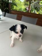 Prachtige rasechte mini chihuahua pups, Dieren en Toebehoren, Honden | Chihuahua's en Gezelschapshonden, België, Particulier, CDV (hondenziekte)