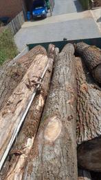 Droog brandhout op stam gratis geleverd, Doe-het-zelf en Bouw, Hout en Planken, Ophalen of Verzenden