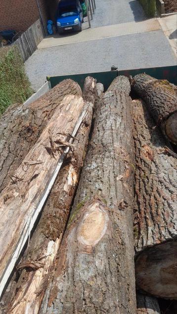 Droog brandhout op stam gratis geleverd, Enlèvement ou Envoi