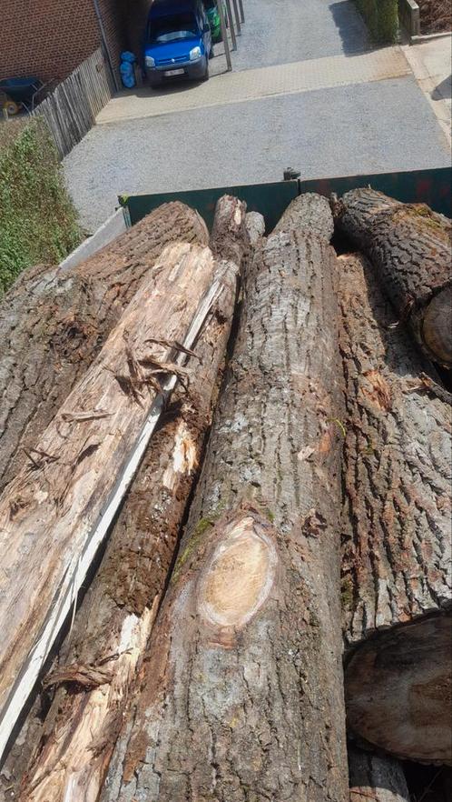 Droog brandhout op stam gratis geleverd, Doe-het-zelf en Bouw, Hout en Planken, Ophalen of Verzenden