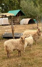 Ooilam racka, Dieren en Toebehoren, Schapen, Geiten en Varkens, Vrouwelijk, Schaap, 0 tot 2 jaar