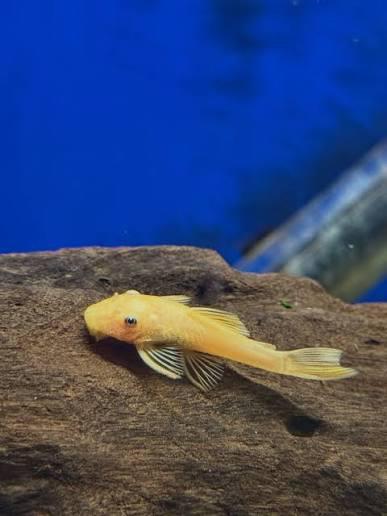 Levering kan! Albino pleco’s bristlenose algeneters aquarium, Animaux & Accessoires, Poissons | Poissons d'aquarium, Poisson d'eau douce