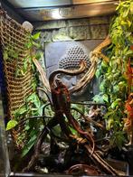 Allerlei reptielen met terrariums ook apart te koop !!, Domestique, Amphibien, 0 à 2 ans