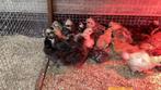 Usa zijdehoen kuikens, Dieren en Toebehoren, Pluimvee, Geslacht onbekend, Kip