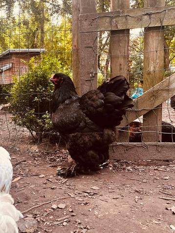 Kweekhen Brahma grande volaille noire, Femelle, Poule ou poulet