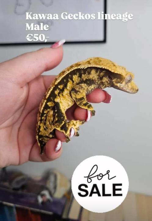 1.0 bijna RTB Tricolor wimpergekko man, Dieren en Toebehoren, Reptielen en Amfibieën, Hagedis, 0 tot 2 jaar