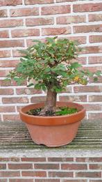 Bonsai  Zelkova Serrata, Tuin en Terras, Planten | Bomen, Ophalen, Halfschaduw
