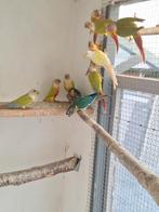 pyrrhura, Dieren en Toebehoren, Vogels | Parkieten en Papegaaien