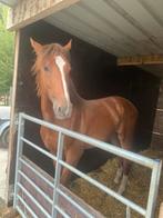 Lieve leuke ruin, Dieren en Toebehoren, Paarden, Gechipt, Ruin, Dressuurpaard, 3 tot 6 jaar