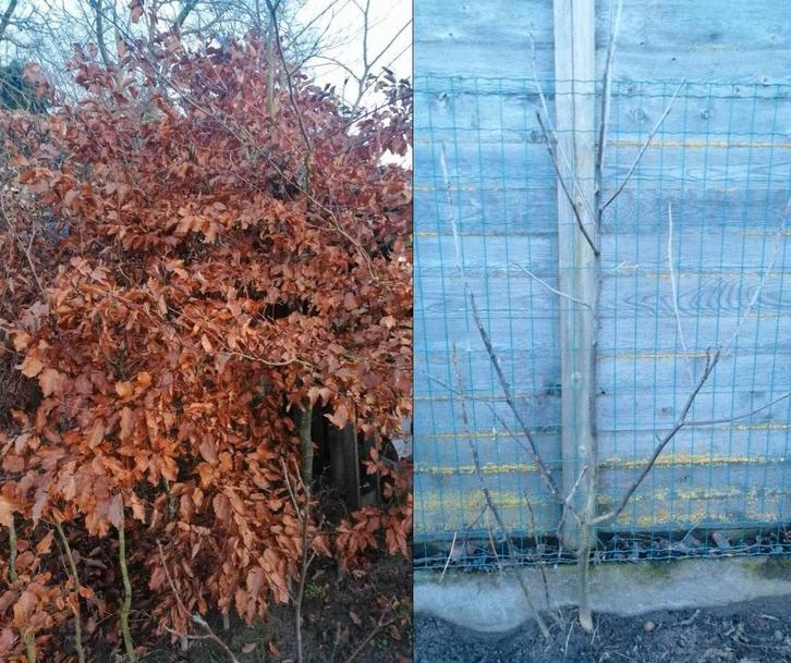Plantgoed notenlaar en beuk - Aangepaste prijzen!, Tuin en Terras, Planten | Bomen, Overige soorten, 100 tot 250 cm, Volle zon
