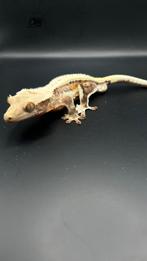 Lilly White Crested Gecko