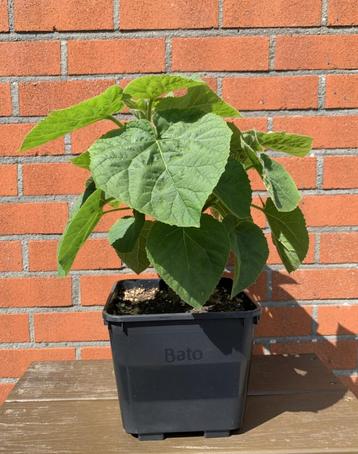 Paarse Keizerboompjes / Paulownia tomentosa beschikbaar voor biedingen
