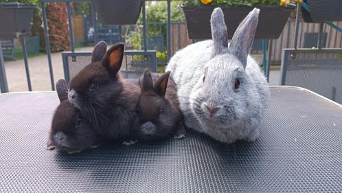 Klein Zilver konijn, Dieren en Toebehoren, Konijnen, Middelgroot, Mannelijk, 0 tot 2 jaar