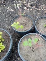 Japanse wijnbes, Tuin en Terras, Ophalen