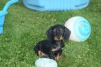 Teckel pups light Ruwhaar verschillende kleuren 🖤🤎💛 nieuw, België, 8 tot 15 weken, Dwerg, Meerdere