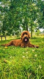 Australische Labradoodle, België, Fokker | Hobbymatig, Reu, 1 tot 2 jaar