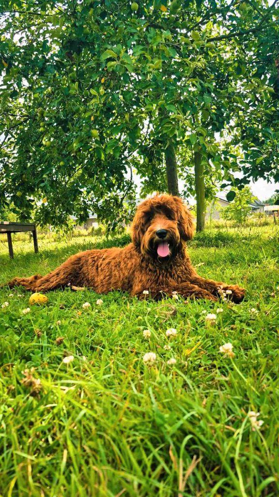 Australische Labradoodle, Dieren en Toebehoren, Honden | Dekreuen, Reu, Fokker | Hobbymatig, Eén hond, België, 1 tot 2 jaar, CDV (hondenziekte)