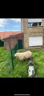 Grote bok 100kg!, Dieren en Toebehoren