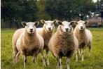 fête du sacrifice de moutons. lisez le texte, Mouton, Plusieurs animaux, 0 à 2 ans