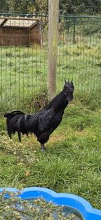 Ayam Cemani haan, Dieren en Toebehoren