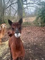 Alpaca hengst te koop 4 jaar, Dieren en Toebehoren, Overige Dieren, Juni, Mannelijk