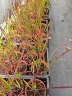 imperata red baron, Ophalen