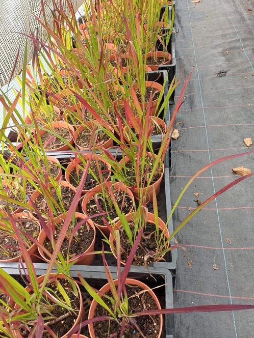 imperata red baron, Tuin en Terras, Planten | Tuinplanten, Ophalen