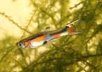 Mooie volwassen Endler visjes, Dieren en Toebehoren, Vissen | Aquariumvissen, Vis, Zoetwatervis, Schoolvis