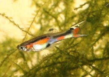 Mooie volwassen Endler visjes beschikbaar voor biedingen